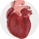 Cardiovascular disease (CVD).